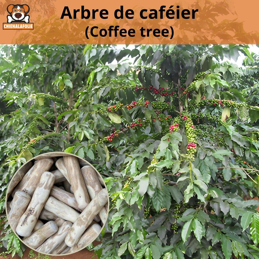 Eco_friendly_origin_coffee_tree_used_for_Chienalafolie_chew_sticks