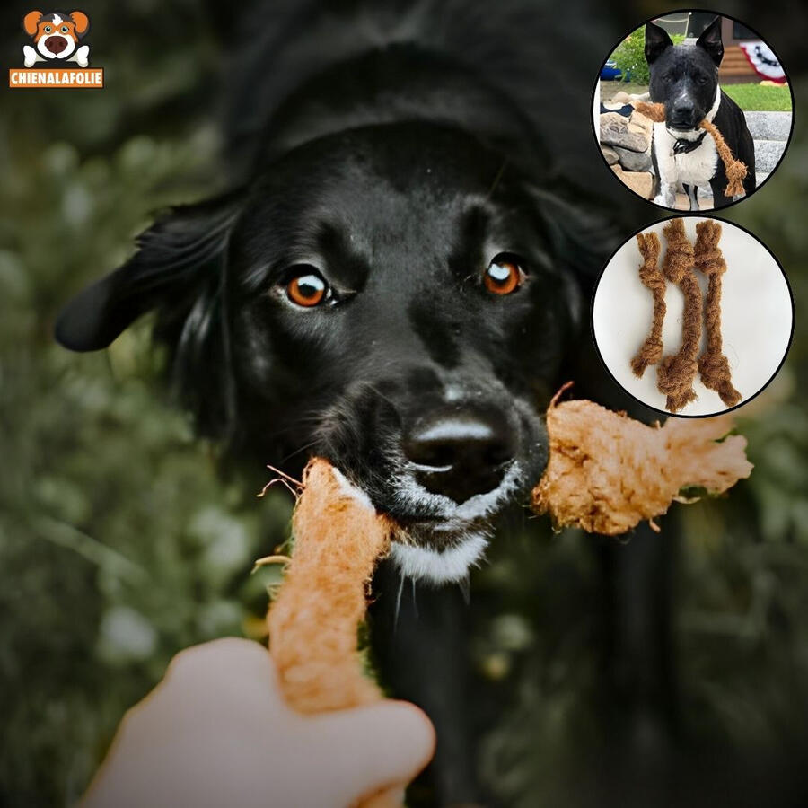 Happy_black_dog_holding_coconut_fiber_rope_Chienalafolie