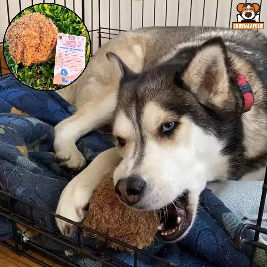 Husky_chewing_a_large_coconut_ball_for_aggressive_chewers_Chienalafolie