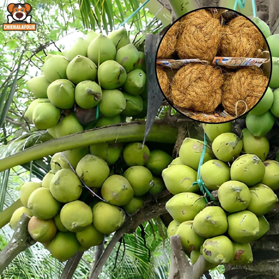 Natural_origin_coconuts_used_for_dog_toys_Chienalafolie