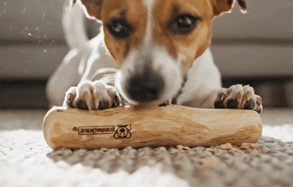 Jack_Russell_dog_focused_on_chewing_safe_coffee_wood_Chienalafolie
