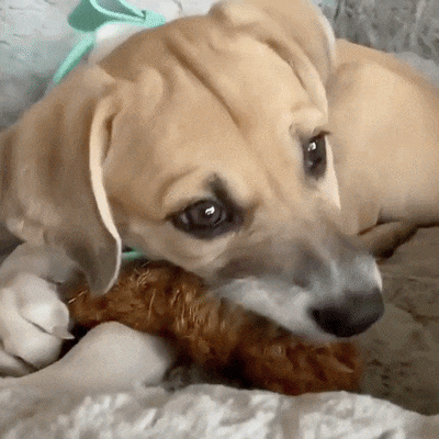 Two_Dogs_Chewing_Coconut_Dental_Duo_Ball_and_Rope_Chienalafolie