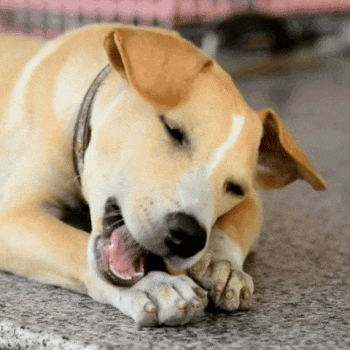Dogs_focused_on_chewing_safe_coffee_wood_Chienalafoliepage d'accueil